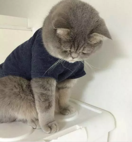 小貓不喜歡主人為它買的衣服,揉著眼睛抹著淚,委屈的樣子萌死了