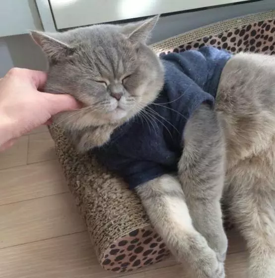 小貓不喜歡主人為它買的衣服,揉著眼睛抹著淚,委屈的樣子萌死了