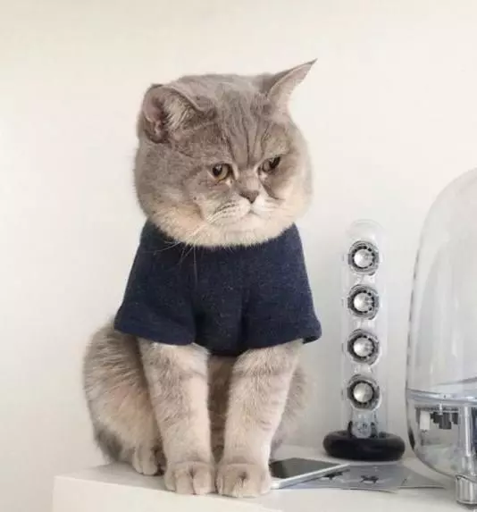 小貓不喜歡主人為它買的衣服,揉著眼睛抹著淚,委屈的樣子萌死了