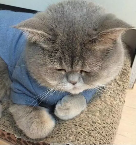小貓不喜歡主人為它買的衣服,揉著眼睛抹著淚,委屈的樣子萌死了