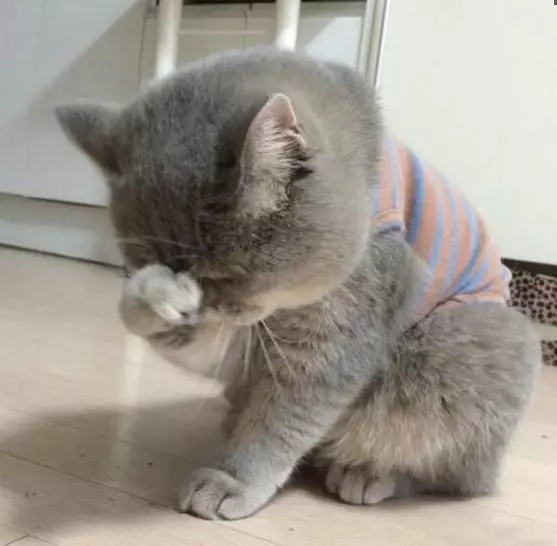 小貓不喜歡主人為它買的衣服,揉著眼睛抹著淚,委屈的樣子萌死了