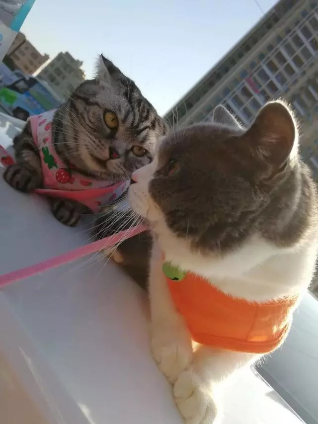 小貓不喜歡主人為它買的衣服,揉著眼睛抹著淚,委屈的樣子萌死了