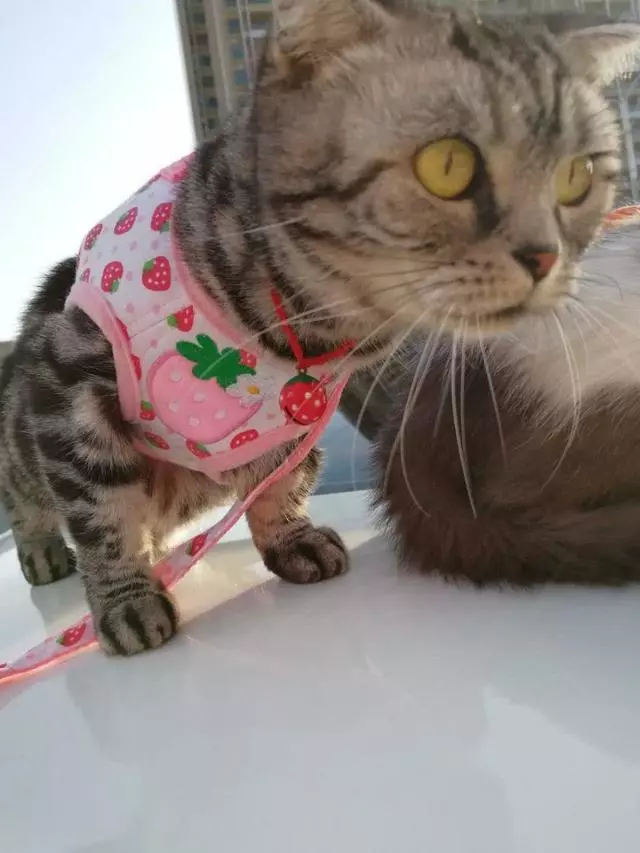 小貓不喜歡主人為它買的衣服,揉著眼睛抹著淚,委屈的樣子萌死了