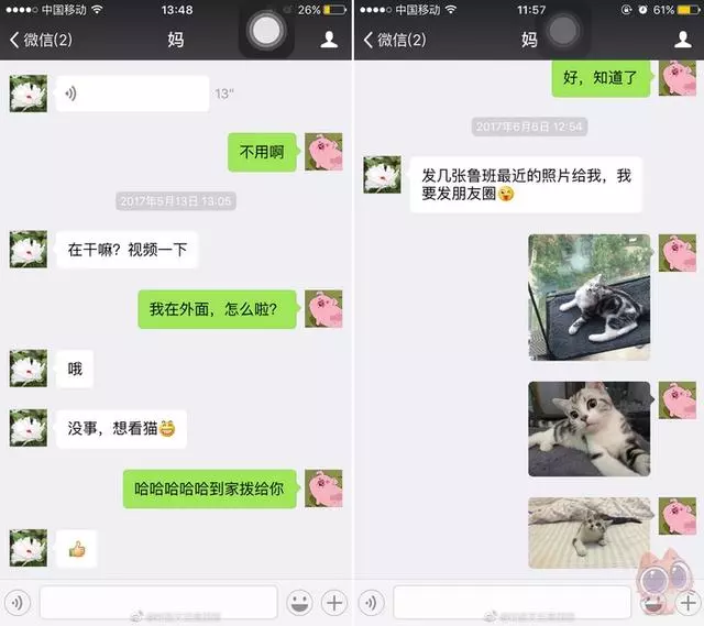 帶喵星人去打針,它的眼神中充滿怒氣,結果鏟屎官一招把它收拾了