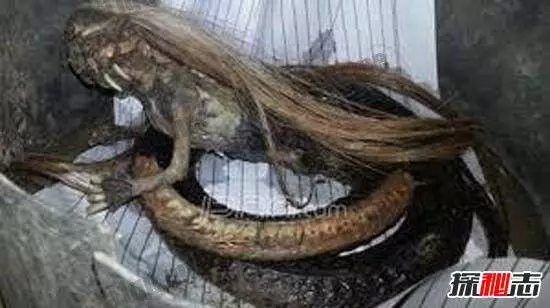 人頭蛇身怪物震驚全球,蛇毒兇猛2個捕蛇人員被毒