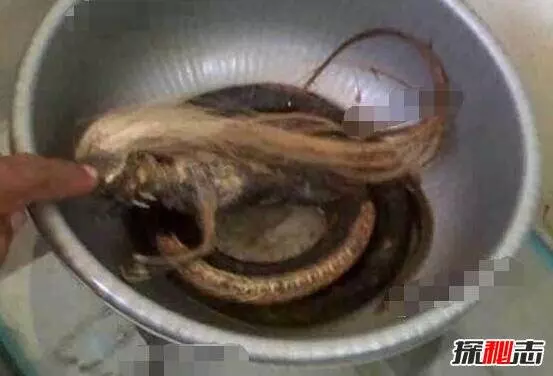 人頭蛇身怪物震驚全球,蛇毒兇猛2個捕蛇人員被毒
