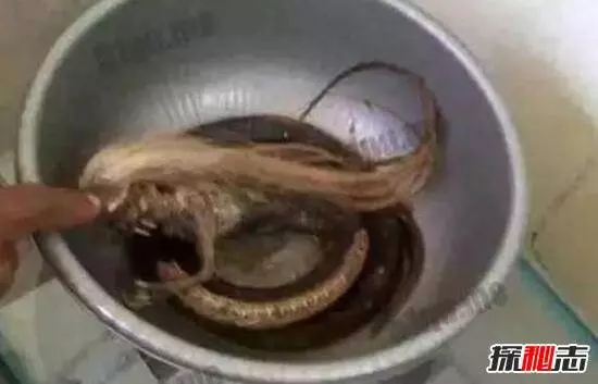 人頭蛇身怪物震驚全球,蛇毒兇猛2個捕蛇人員被毒