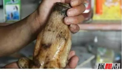 人頭蛇身怪物震驚全球,蛇毒兇猛2個捕蛇人員被毒
