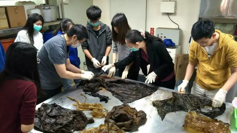 台灣花東沿岸「4天內3隻鯨豚擱淺」! 專家公開懷孕母鯨「肚子裡最心碎景象」震怒:人類啊…