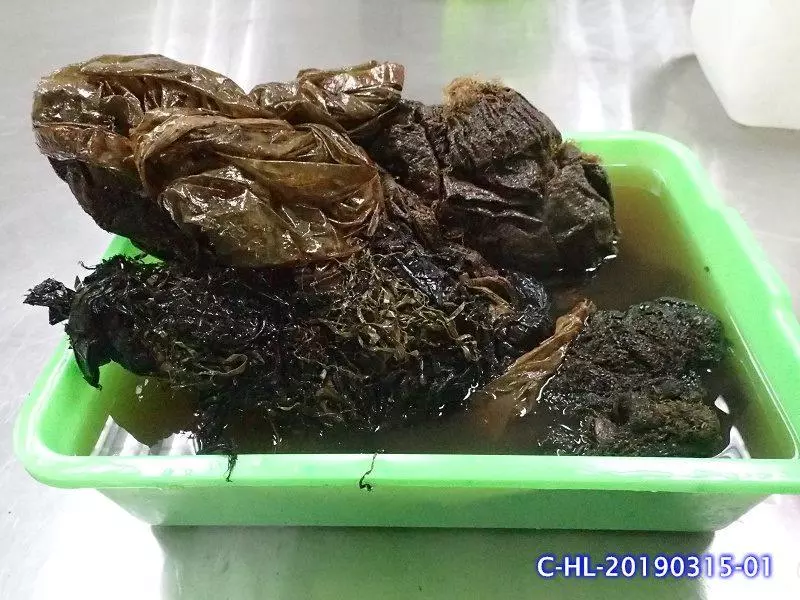 台灣花東沿岸「4天內3隻鯨豚擱淺」! 專家公開懷孕母鯨「肚子裡最心碎景象」震怒:人類啊…