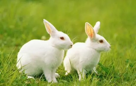 屬兔人:2019年一定要這麼做,年底最少賺百萬,誰家有屬兔的,刻不容緩,趕緊通知他