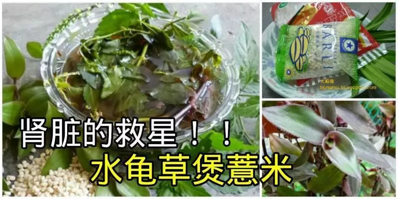 腎臟的救星!只需「水龜草」和「薏米」一起煲來喝,效果超好!...