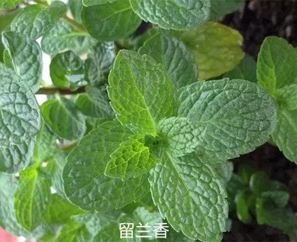 廚房種盆草,一掐葉子就冒芽,吸油煙除異味!