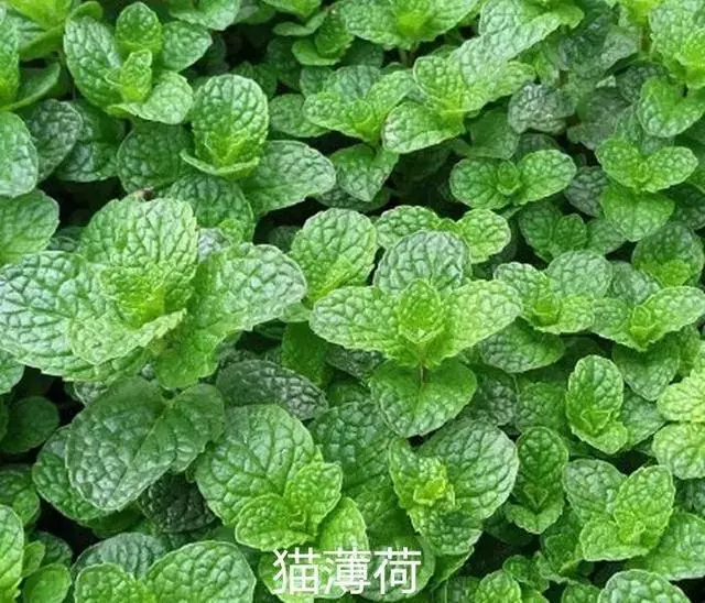 廚房種盆草,一掐葉子就冒芽,吸油煙除異味!