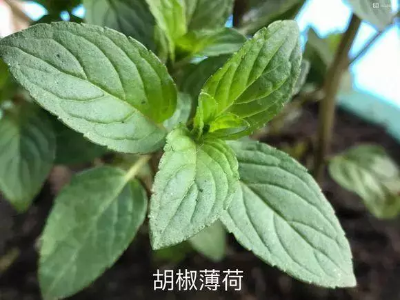 廚房種盆草,一掐葉子就冒芽,吸油煙除異味!
