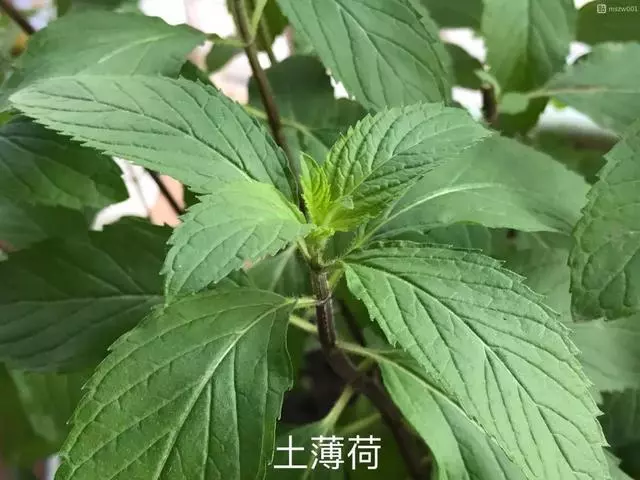 廚房種盆草,一掐葉子就冒芽,吸油煙除異味!