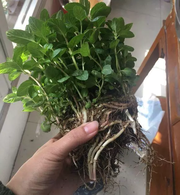 廚房種盆草,一掐葉子就冒芽,吸油煙除異味!