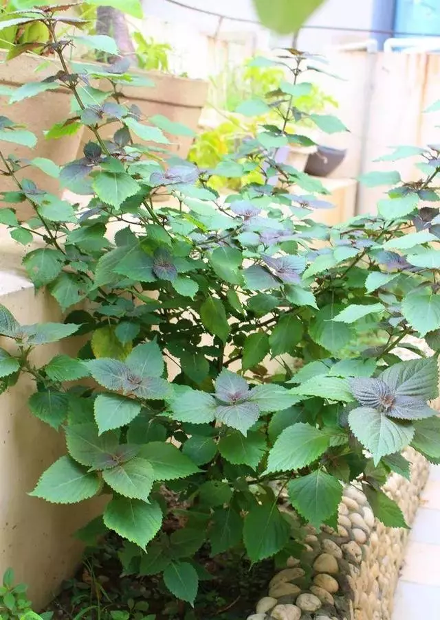 廚房種盆草,一掐葉子就冒芽,吸油煙除異味!