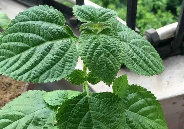 廚房種盆草,一掐葉子就冒芽,吸油煙除異味!