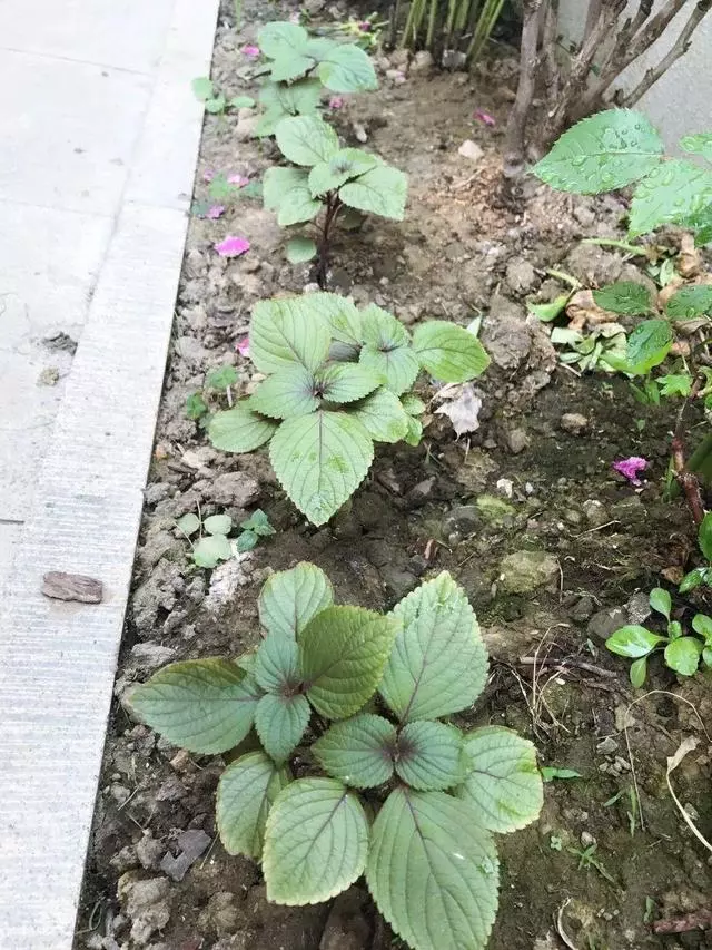 廚房種盆草,一掐葉子就冒芽,吸油煙除異味!