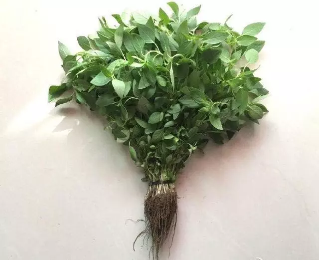 廚房種盆草,一掐葉子就冒芽,吸油煙除異味!
