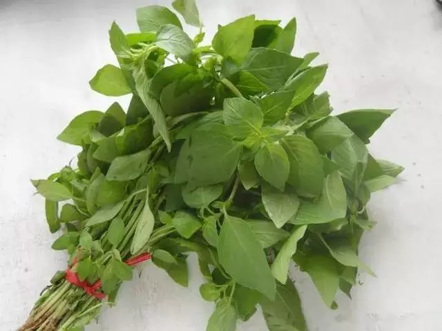 廚房種盆草,一掐葉子就冒芽,吸油煙除異味!