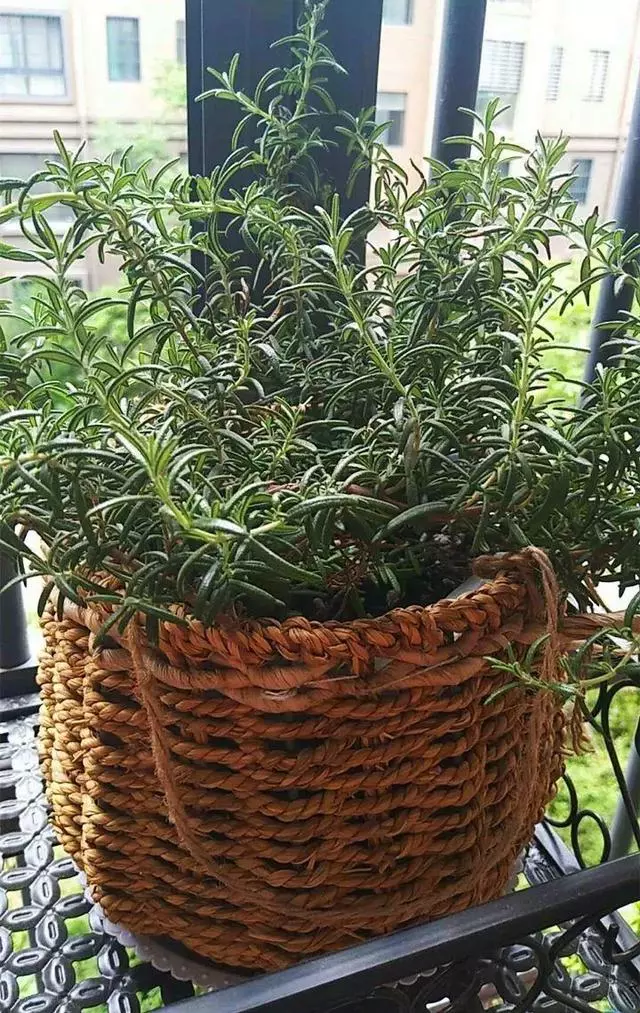 廚房種盆草,一掐葉子就冒芽,吸油煙除異味!