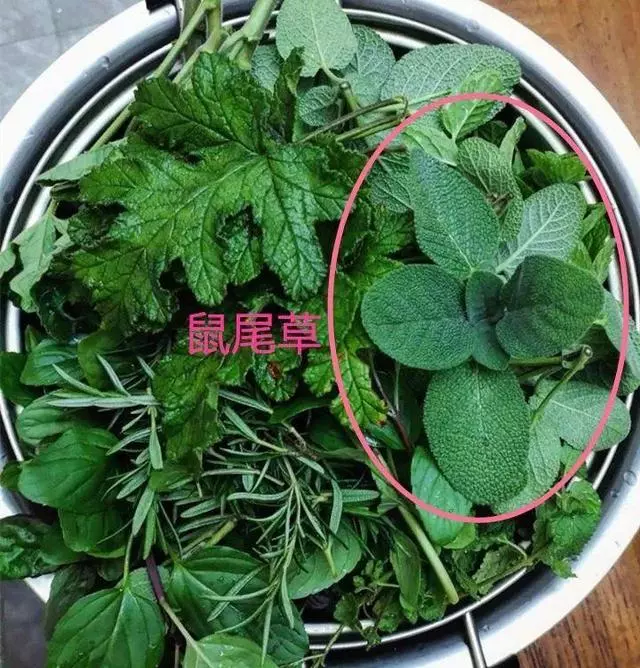 廚房種盆草,一掐葉子就冒芽,吸油煙除異味!