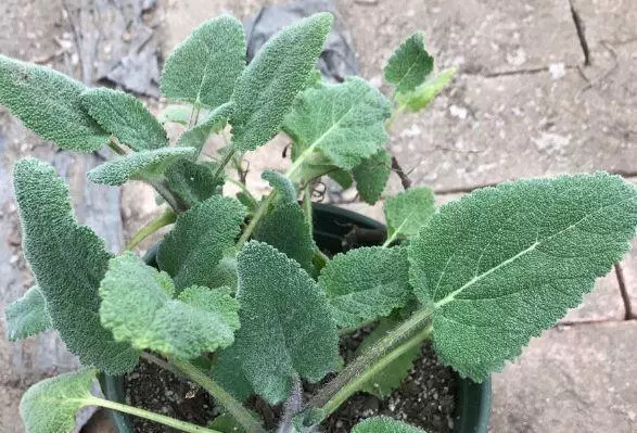 廚房種盆草,一掐葉子就冒芽,吸油煙除異味!