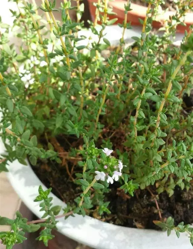 廚房種盆草,一掐葉子就冒芽,吸油煙除異味!