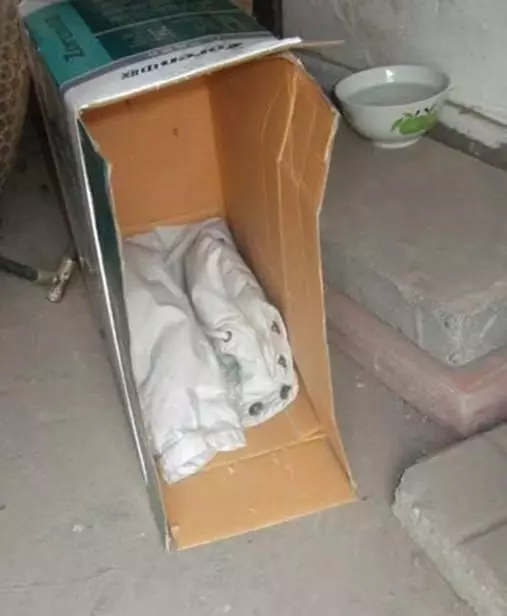 小貓躲在角落不肯出來,不吃不喝,最後發現令人催淚的真相