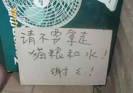 小貓躲在角落不肯出來,不吃不喝,最後發現令人催淚的真相