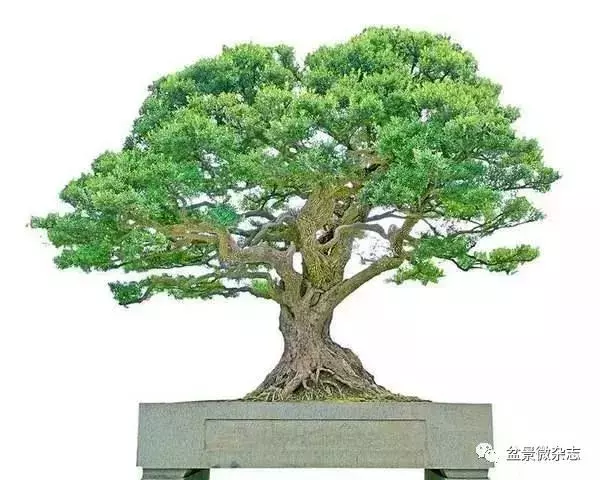 已知最貴的10棵盆景,土豪的世界你不懂!