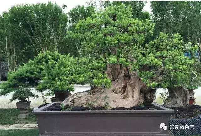 已知最貴的10棵盆景,土豪的世界你不懂!