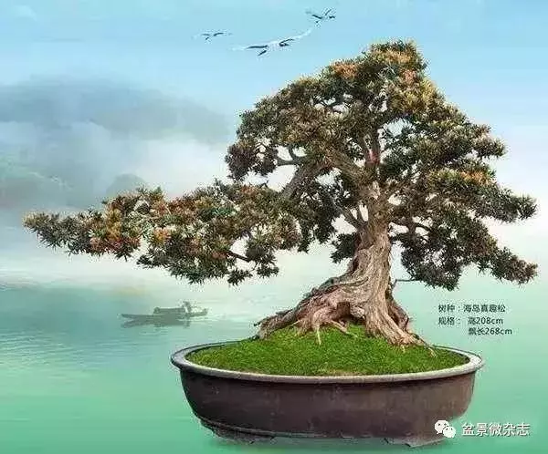 已知最貴的10棵盆景,土豪的世界你不懂!