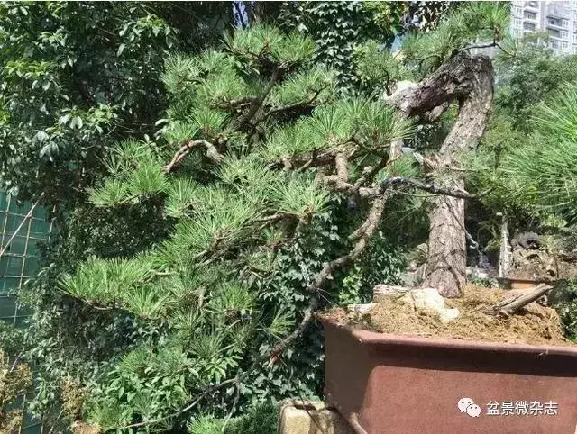 已知最貴的10棵盆景,土豪的世界你不懂!