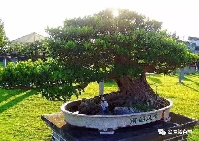 已知最貴的10棵盆景,土豪的世界你不懂!