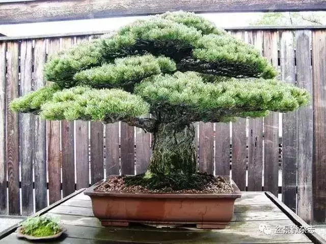 已知最貴的10棵盆景,土豪的世界你不懂!