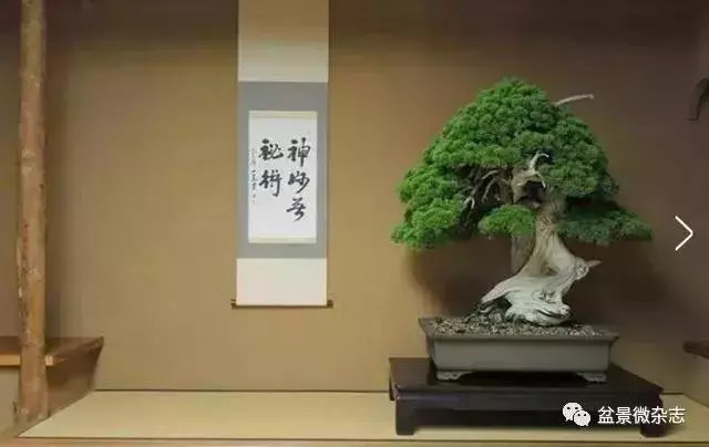 已知最貴的10棵盆景,土豪的世界你不懂!