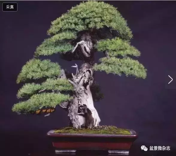 已知最貴的10棵盆景,土豪的世界你不懂!