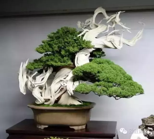 盆景造型基礎知識:做好盆景要先把枝條做好