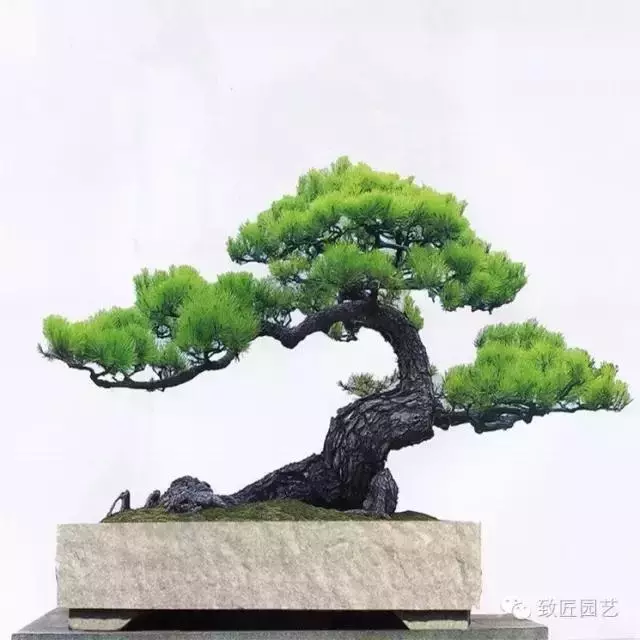 盆景造型基礎知識:做好盆景要先把枝條做好