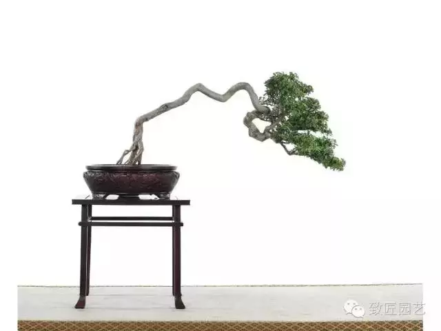 盆景造型基礎知識:做好盆景要先把枝條做好