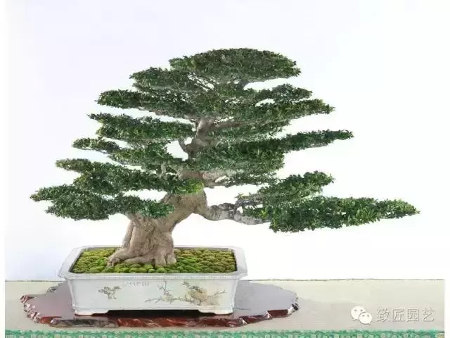 盆景造型基礎知識:做好盆景要先把枝條做好