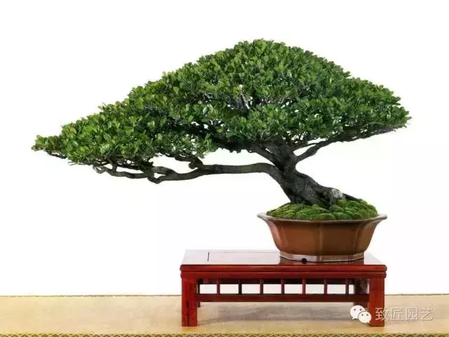 盆景造型基礎知識:做好盆景要先把枝條做好