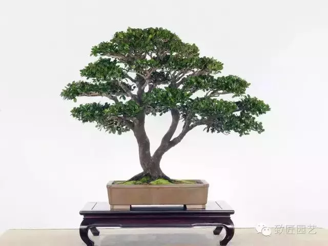 盆景造型基礎知識:做好盆景要先把枝條做好