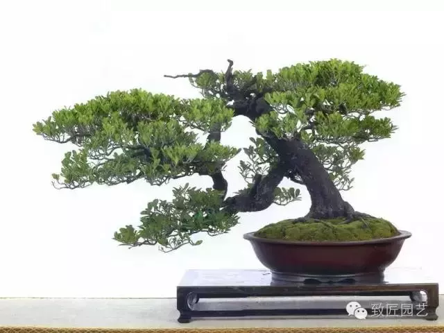 盆景造型基礎知識:做好盆景要先把枝條做好