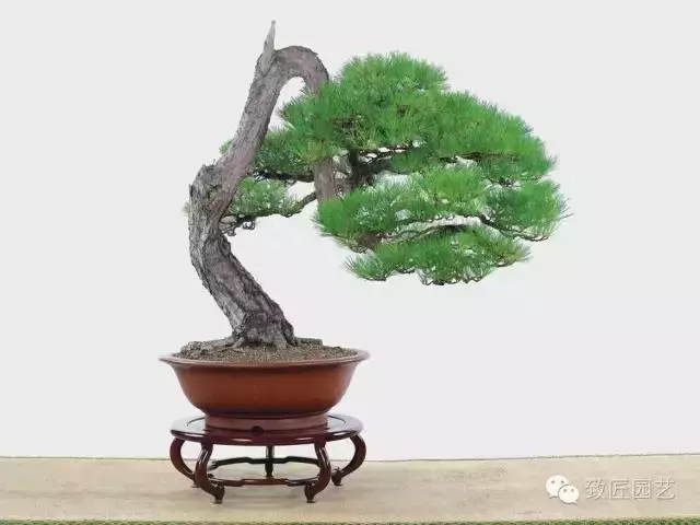 盆景造型基礎知識:做好盆景要先把枝條做好