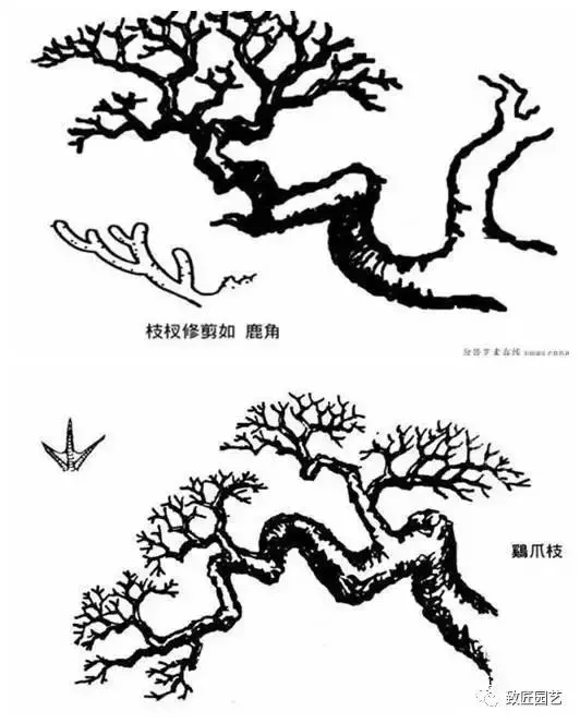 盆景造型基礎知識:做好盆景要先把枝條做好