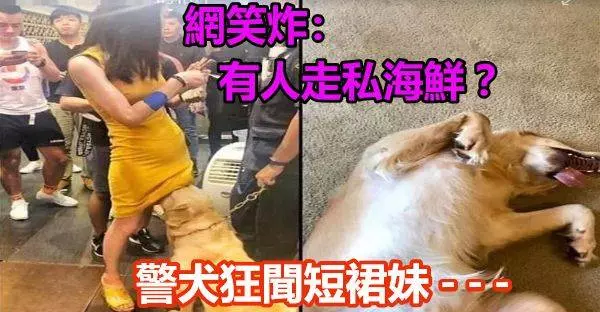警犬狂聞短裙妹兩腿間 網笑炸:有人走私海鮮?
